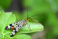 Panorpa vulgaris Panorpa vulgaris